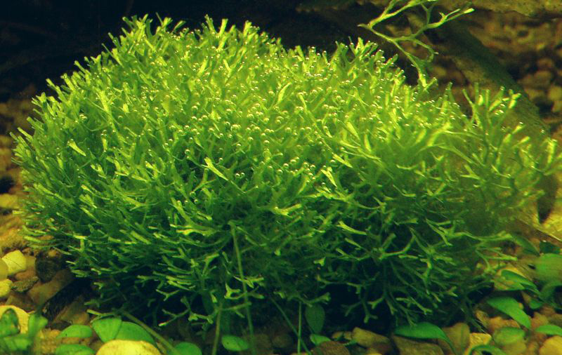 RICCIA